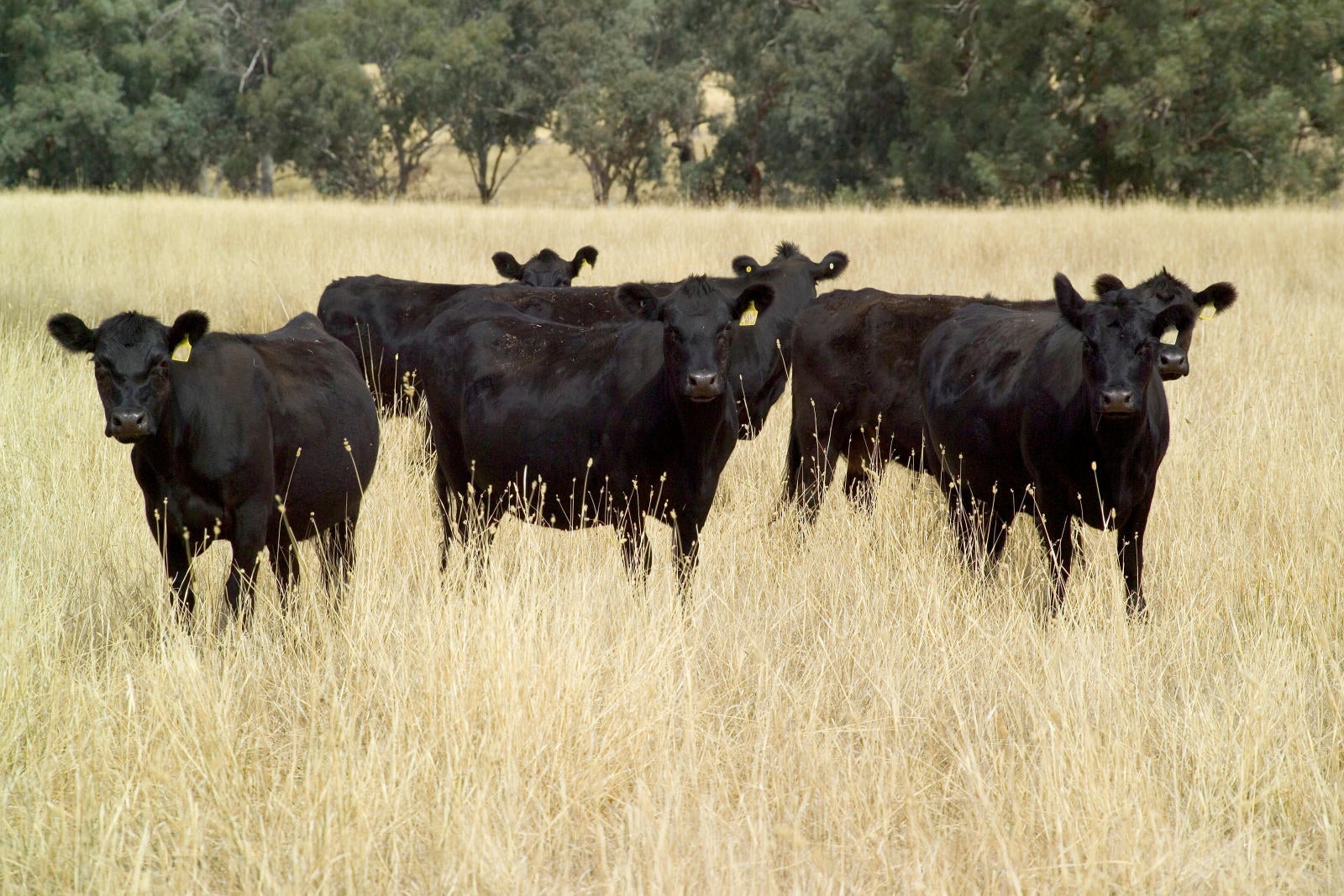 What Is Beef Cattle Production System